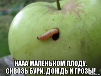  нааа маленьком плоду. сквозь бури, дождь и грозы!