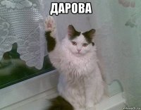 дарова 