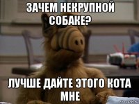 зачем некрупной собаке? лучше дайте этого кота мне
