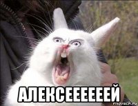  алексеееееей
