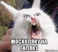  москоляку на гиляку