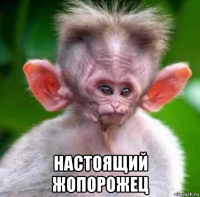 настоящий жопорожец