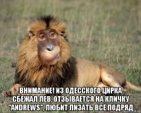  внимание! из одесского цирка сбежал лев, отзывается на кличку "andrews", любит лизать всё подряд