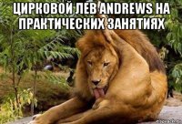 цирковой лев andrews на практических занятиях 