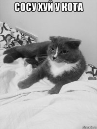 сосу хуй у кота 