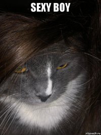 sexy boy 