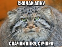 скачай апку скачай апку, сучара