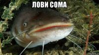 лови сома 