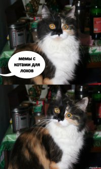 мемы с котами для лохов