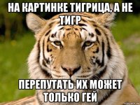 на картинке тигрица, а не тигр перепутать их может только гей