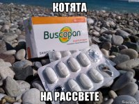 котята на рассвете