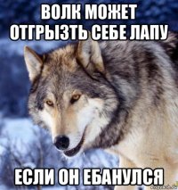 волк может отгрызть себе лапу если он ебанулся