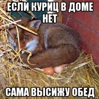 если куриц в доме нет сама высижу обед