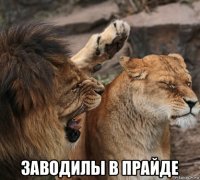  заводилы в прайде