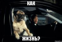 как жизнь?