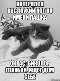 потерялся вислоухий кот по имени пашка окрас: биколор голубой, ищет дом себе