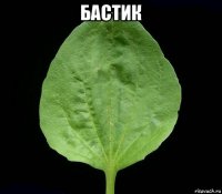 бастик 
