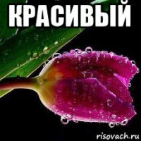 красивый 