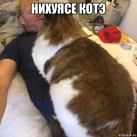 нихуясе котэ 