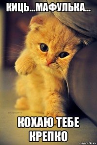 киць...мафулька... кохаю тебе крепко
