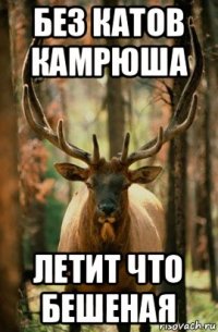 без катов камрюша летит что бешеная