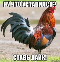 ну что уставился? ставь лайк!