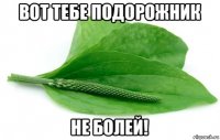 вот тебе подорожник не болей!