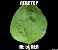 севстар не болей