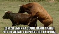  ебутся быки на земле, какие планы что же делал, а корова съёл ей травы