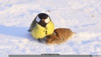  соловей кричит из-за носа никитки: - иииииииииииииииииииииииииииииииииииииииииииииииииииииииииииииииииииииииииииииииииииииииииииииииииииииииииииииииииииииииииииииииииииииииииииииииииии.....
