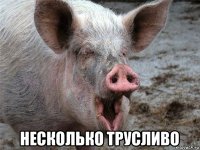  несколько трусливо