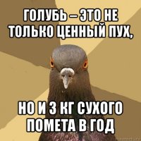 голубь – это не только ценный пух, но и 3 кг сухого помета в год