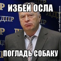 избей осла погладь собаку