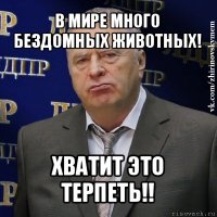 в мире много бездомных животных! хватит это терпеть!!