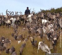 А это я сфоткался С моей командой, Мем стадо оленей