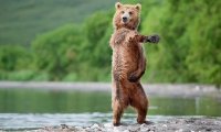Создать мем Медвед танцует
