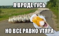 я вроде гусь но все равно утяра