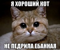 я хороший кот не педрила ебанная