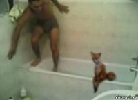 Нежданчик в ванной, упоротая лиса - Упоротая лиса, лис наркоман, чучело лисы, таксидермия, bad taxidermy fox