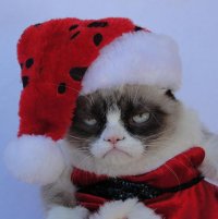  с нг крч, Мем Grumoy xmas cat