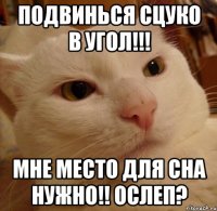 подвинься сцуко в угол!!! мне место для сна нужно!! ослеп?