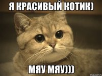 я красивый котик) мяу мяу)))