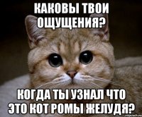 каковы твои ощущения? когда ты узнал что это кот ромы желудя?