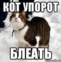 кот упорот блеать