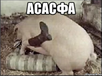 асасфа 