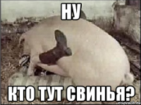 ну кто тут свинья?