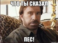 что ты сказал пес!