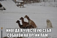  иногда я чувствую себя собакой на оргии лам...