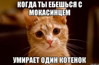 когда ты ебешься с мокасинцем умирает один котенок