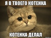 я в твоего котенка котенка делал